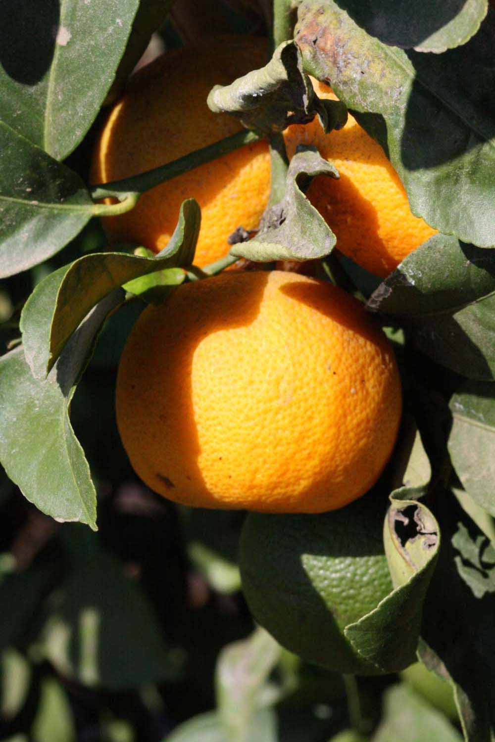            Fruit of  Citrus limonia         (Borneo Rangpur, Riverside,   CA)   